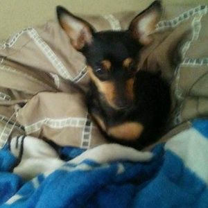 Meet your Posher, Robin